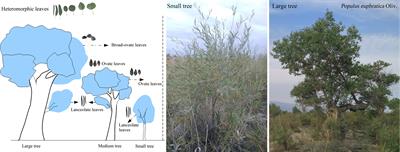 Hydraulic constraints determine the distribution of heteromorphic leaves along plant vertical height